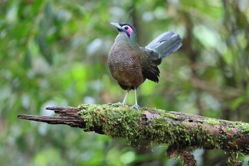 Sumatran ground cuckoo (Carpococcyx viridis) is a large, terrestrial species of cuckoo endemic to the forests of Sumatra in Indonesia.
