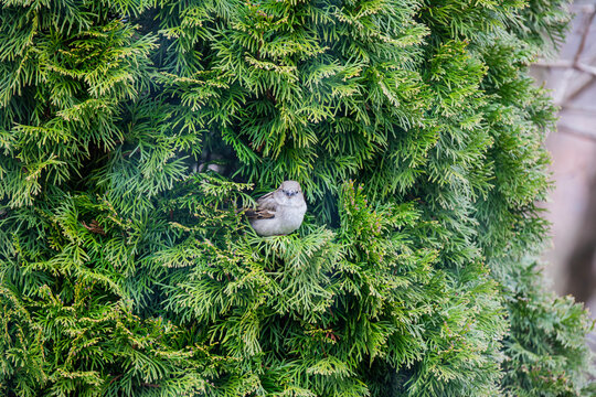A house sparrow nestled in a dense cedar bush.