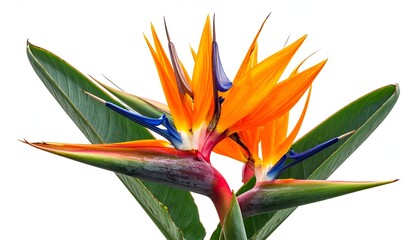 A vibrant Bird of Paradise flower, with vivid orange and blue petals, on a white background