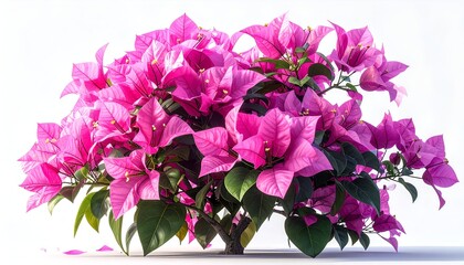 A vibrant bougainvillea bush with bright pink bracts and green leaves against white