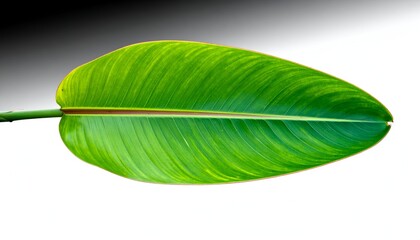 A vibrant, detailed overhead shot of a single, elongated green leaf with a white backdrop