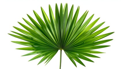 Bright green fan-like leaf against a white background, highlighting its intricate veins
