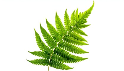 Bright green fern frond isolated on a white background, showcasing delicate details