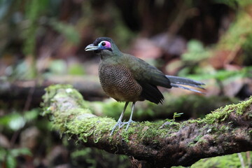 Sumatran ground cuckoo (Carpococcyx viridis) is a large, terrestrial species of cuckoo endemic to the forests of Sumatra in Indonesia.