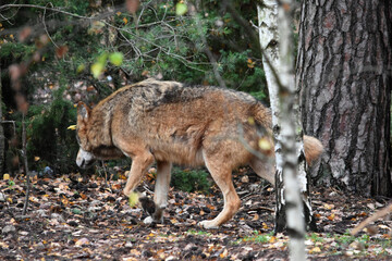 Big wolf in the forest between the trees