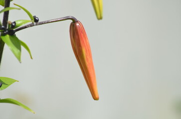 An unopened lily. A large orange bud stands out against a light background, a large pancake. A large flower has grown on a dark purple stem. It has a long, elongated bud.