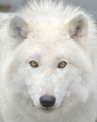 Portrait of an Arctic white wolf with amber eyes
