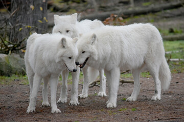 three white arctic wolves in the forest