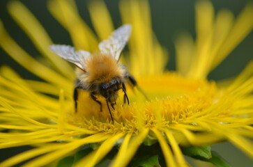 A shaggy bumblebee on a flower. The medium-sized flowers of the elecampane plant have a yellow center and many thin petals. An orange-black insect sits on the flower, collecting nectar.