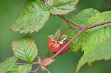 Garden raspberries. The raspberry bushes in the garden have grown and finished blooming. Red young berries, ripe and ready to be picked and eaten, hang among the green leaves on thin branches.