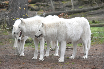 three white arctic wolves in the forest