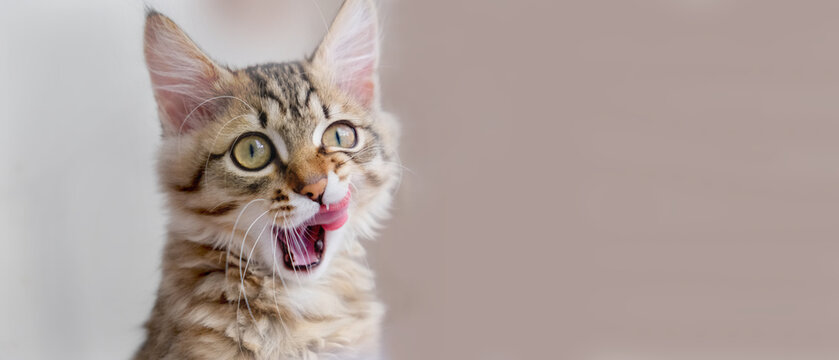 Playful curious tabby cat, Portrait of hungry cat, intensive staring with tongue out, licking. Crossbreed mix british longhair and toyger cat, banner with copy space