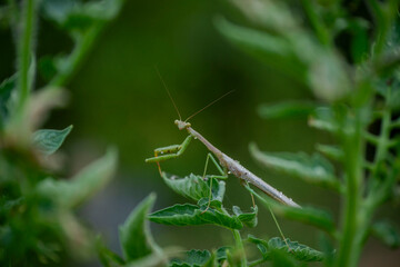Praying Mantis
