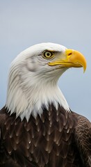 Obraz premium Majestic Bald Eagle Portrait - A Symbol of American Freedom and Wildlife.
