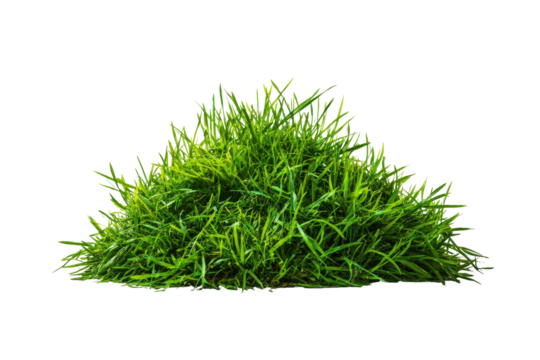 Lush green grass clump, vibrant, against stark black backdrop