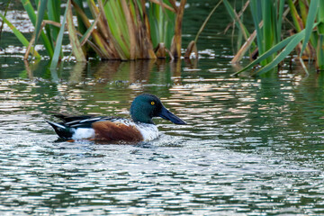 Adult Northern Shoveler (Spatula clypeata) - Common in Wetlands and Marshes Bull Island Dublin