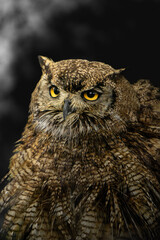 retrato de un buho con muchas plumas