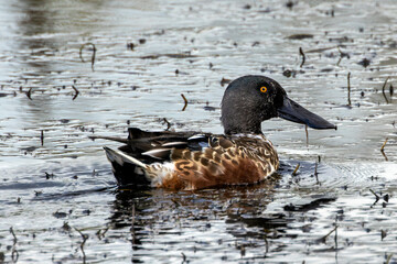 Adult Northern Shoveler (Spatula clypeata) - Common in Wetlands and Marshes Bull Island Dublin