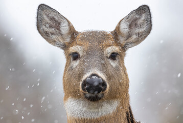 Naklejka premium White-tailed deer in a snowstorm. 