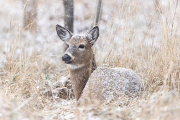 White-tailed deer in a snowstorm. 