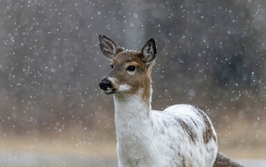 White-tailed deer in a snowstorm.
