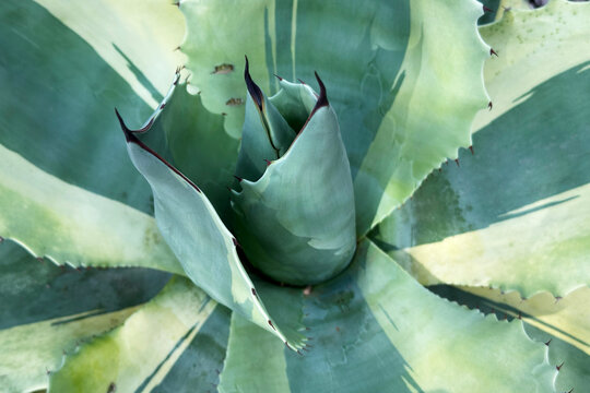 Close-up of green agave plant with sharp pointed leaves