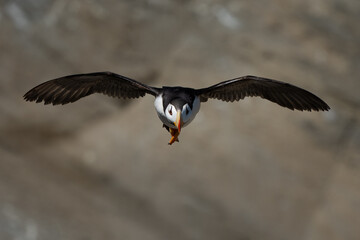 Close up of a puffin flying towards the camera