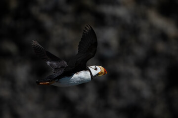 Puffin flying past a dark rock