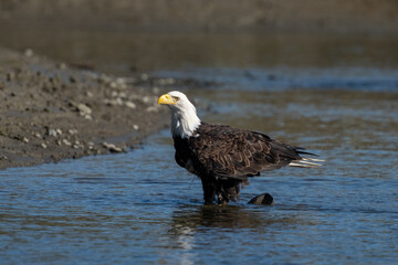 Bald eagle standing on the fish it caught