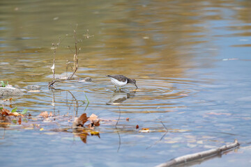 Nature in Manlleu Ter Catalonia Spain