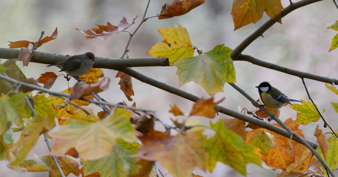 Nature in Manlleu Ter Catalonia Spain