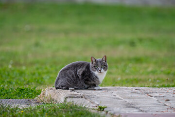 Nature in Manlleu Ter Catalonia Spain