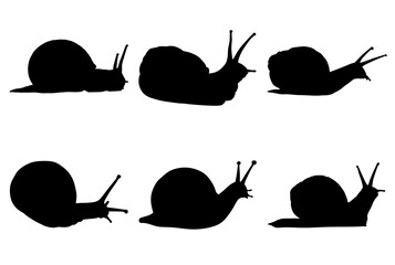 snail vector illustration