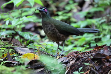 Sumatran ground cuckoo (Carpococcyx viridis) is a large, terrestrial species of cuckoo endemic to the forests of Sumatra in Indonesia.