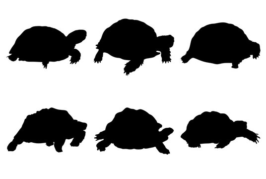 set of turtle