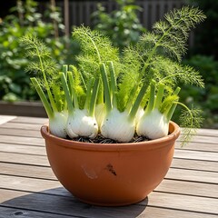 Fennel Bulbs Growing in a Pot on a Wooden Table.