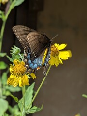 butterfly on flower