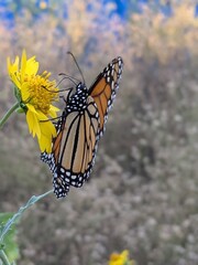 monarch butterfly on a flower