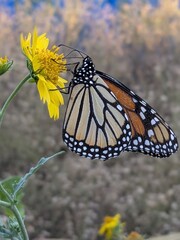 monarch butterfly on a flower