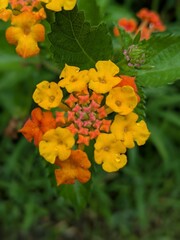 Orange and Yellow Lantana
