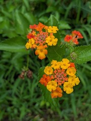 Orange and Yellow Lantana