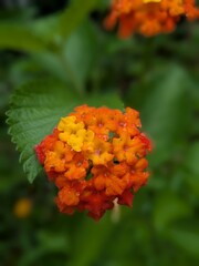Orange and Yellow Lantana