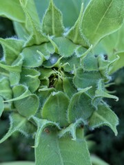 Sunflower closed blossom close-up