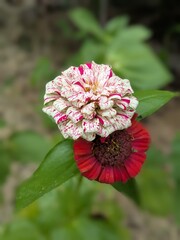 Red and white Zinnia flowers