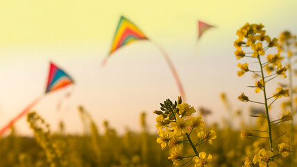 Colorful kites flying over a field of yellow flowers during sunset