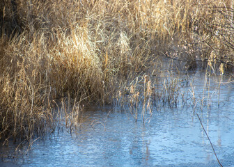 Golden yellow grasses line a frozen pond in late autumn