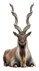 Majestic Markhor Resting - A Portrait of Wildlife Beauty and Conservation.