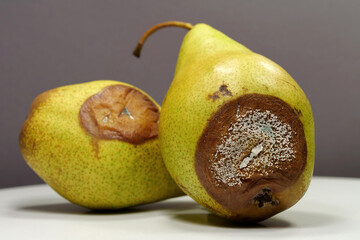 Overripe and rotten pears. Pears covered with mold. Process of spoiling fruits