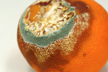 Overripe and rotten mandarin. Rotten tangerine covered with mold