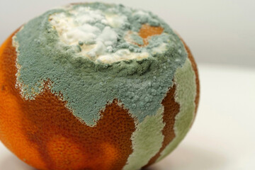 Overripe and rotten mandarin. Rotten tangerine covered with mold